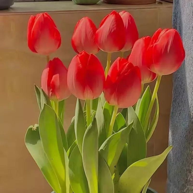 Hydroponic tulips