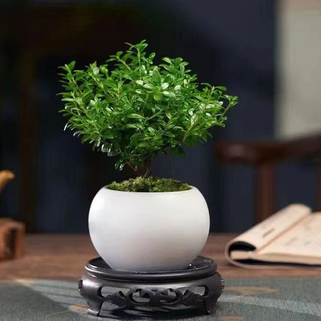 Small-leaved Syzygium Bonsai Plant