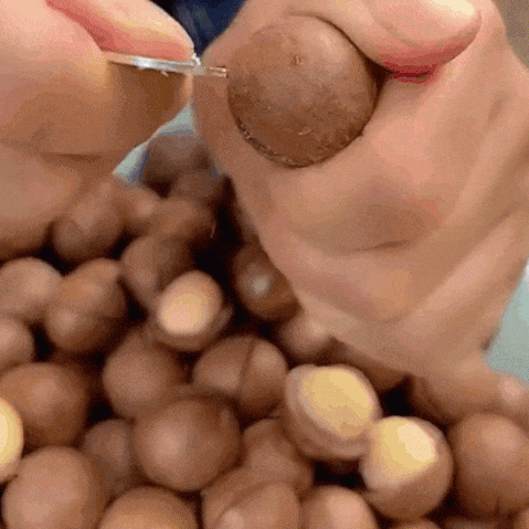  마카다미아 (우유향)