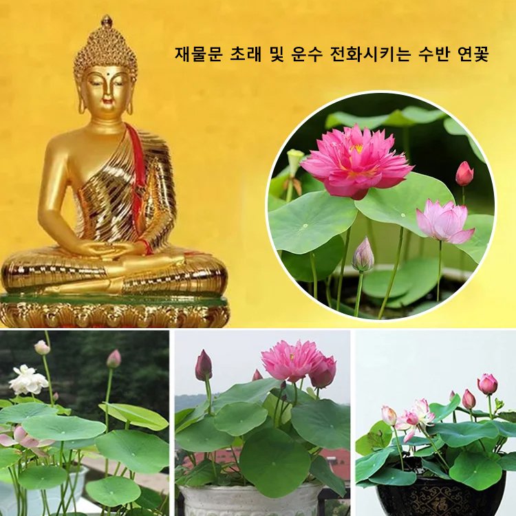 【재물운 초래】관상용 수반 연꽃